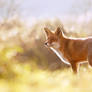 Heavenly Fox