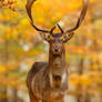 Deer in Autumn Forest