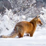 Red Fox in Snow World