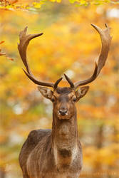 Fallow Deer Male in Autumn Decoration
