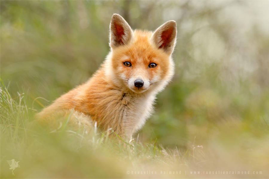 The Face of Innocence ... Red Fox Kit by thrumyeye