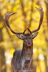 Autumn Deer