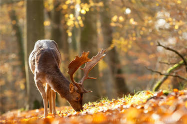Autumn Light and Fallow Deer