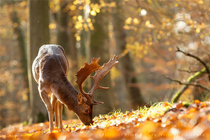 Autumn Light and Fallow Deer