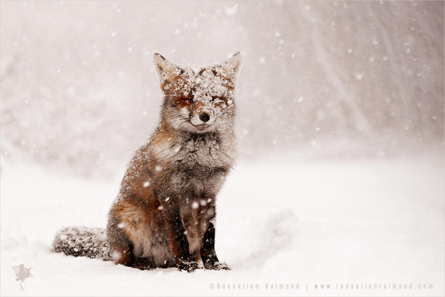 Fairytale Fox by thrumyeye