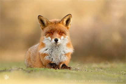 Zen Fox 3.0