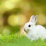 White Rabbit