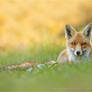 Red Fox Blending in
