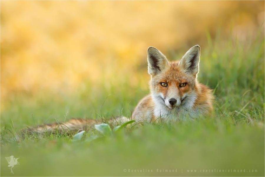 Red Fox Blending in