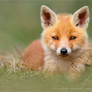 SoftFox - Cute Fox Cub