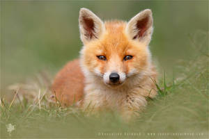 SoftFox - Cute Fox Cub
