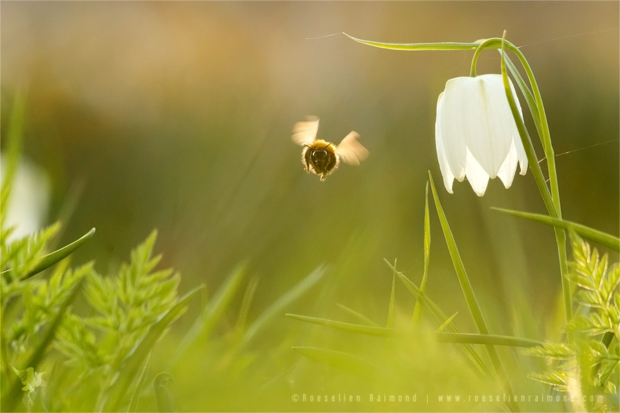 Bee on a Mission by thrumyeye