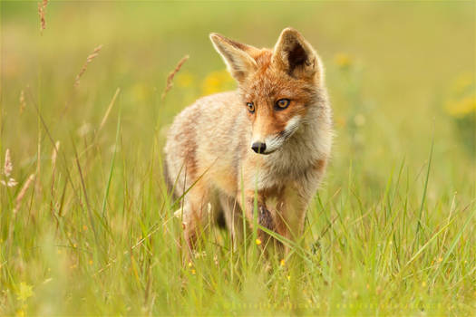 Lil' Hunter - Red Fox Cub