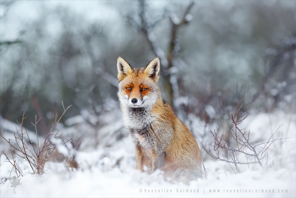 Red Fox, Blue World