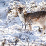 Fallow Deer in Snow World