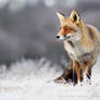 The Fox and the Hoar Frost