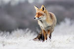 The Fox and the Hoar Frost by thrumyeye