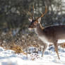 The Deer and the Snow