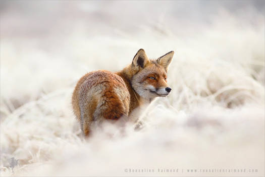 Red Fox on a White Cloud