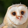 Happy Owl is Happy