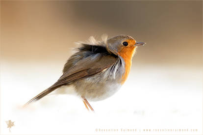 Little Red Robin in the Snow