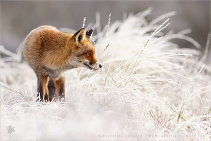 Fox in the Snow