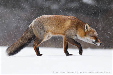 Red Fox Braving a Blizzard