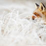 The Catcher in the Rime .:. Red Fox and Hoar Frost
