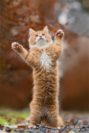 RLY, That Mouse Whas This Big! by thrumyeye RLY, That Mouse Whas This Big! by thrumyeye