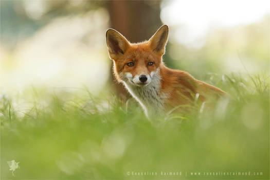 Young Red Fox