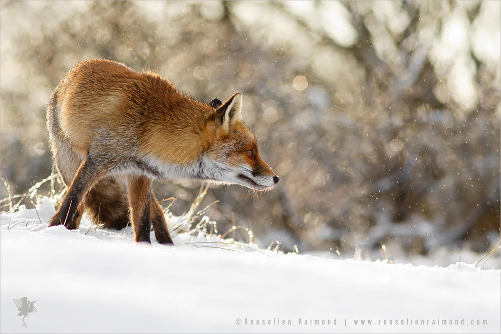 Red Fox, White Magic by thrumyeye