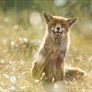 Happy Fox is Happy - Summertime