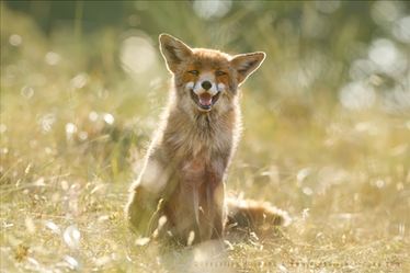 Happy Fox is Happy - Summertime