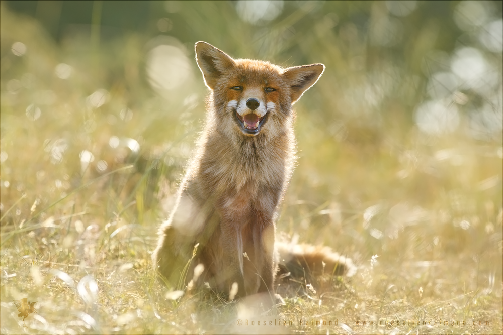 Happy Fox is Happy - Summertime by thrumyeye on DeviantArt