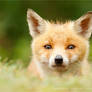 Bad Fur Day - Young Fox Cub