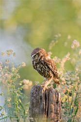 Anticipation _ Little Owl Staring At Its Prey
