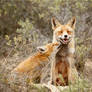 Happy Mother and Son - Vixen and fox kit