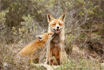 Happy Mother and Son - Vixen and fox kit