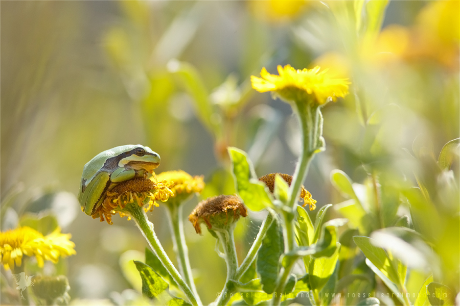 Frog Prince on its Flower Throne