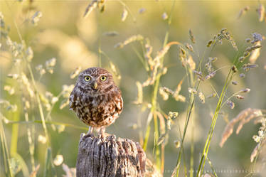 Litte Owl, Big World