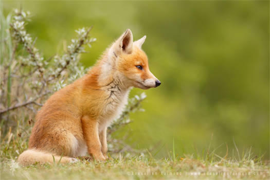Fox Kit Lost in Thought