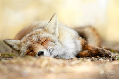 Sleeping Beauty _ Red Fox taking a nap