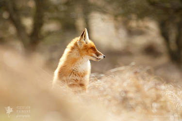 Zen Fox series: Forest Fox