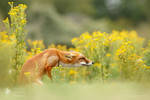 Flower Fox by thrumyeye