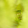 It's Not Easy Being Green.....