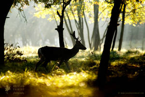 Fallow Deer in a Fairy Forest