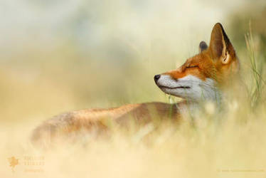 Serenity _ Red Fox Asleep