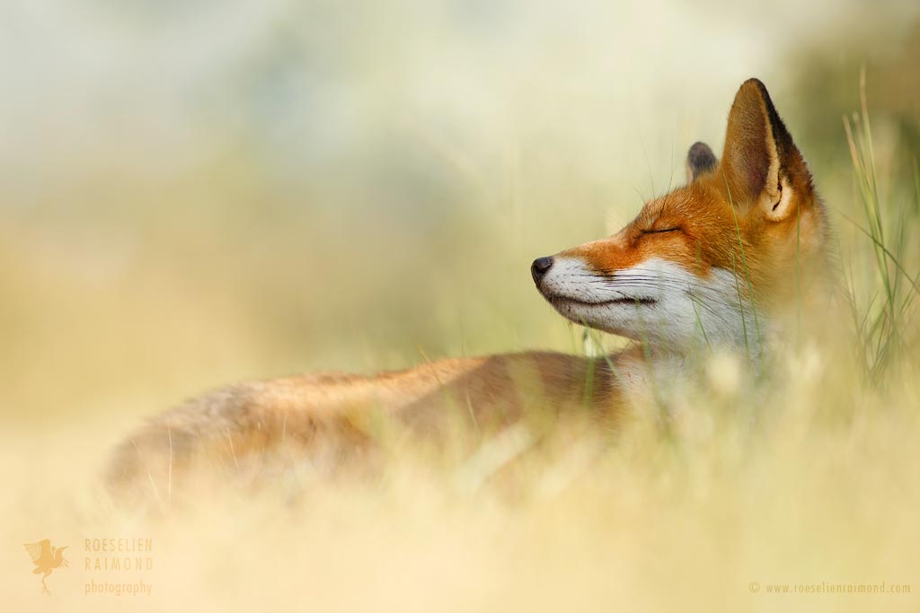 Serenity _ Red Fox Asleep