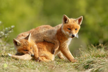 Gonna Eat Your Tail, Bro - Playing Fox Cubs