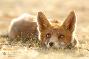 Little Fox Dreaming of a Foxy Future